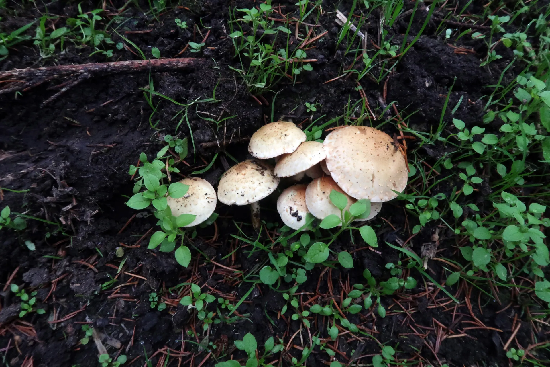 Pholiota gummosa - 1 - IMG_2140